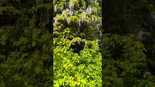 These enchanting wisterias spilling from this ancient wall captivates me endlessly 😍