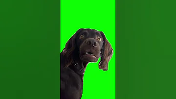 Confused Black Dog Listening Meme Green Screen Greenscreen Memes Dog Funny 