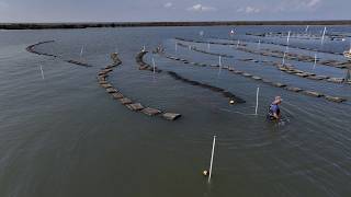 Inside Grand Isle Jewels How Louisiana Is Growing Premium Oysters Sustainably Swi 3626