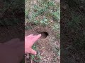 What S This Hole In My Yard 