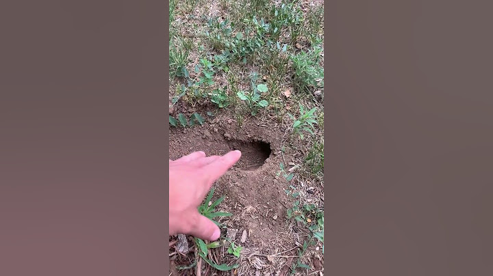 What's This Hole in my Yard?