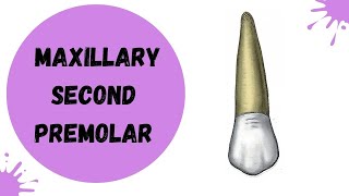 Maxillary Second Premolar | Tooth Morphology made easy