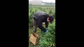 What is In Field Testing for Hemp in Oregon
