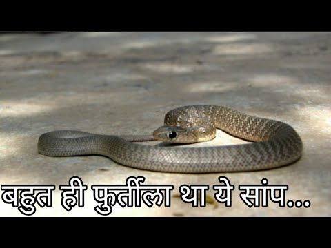 camera iphone 8 plus apk Very Active Snake of India || बहुत ही फुर्तीला था ये सांप