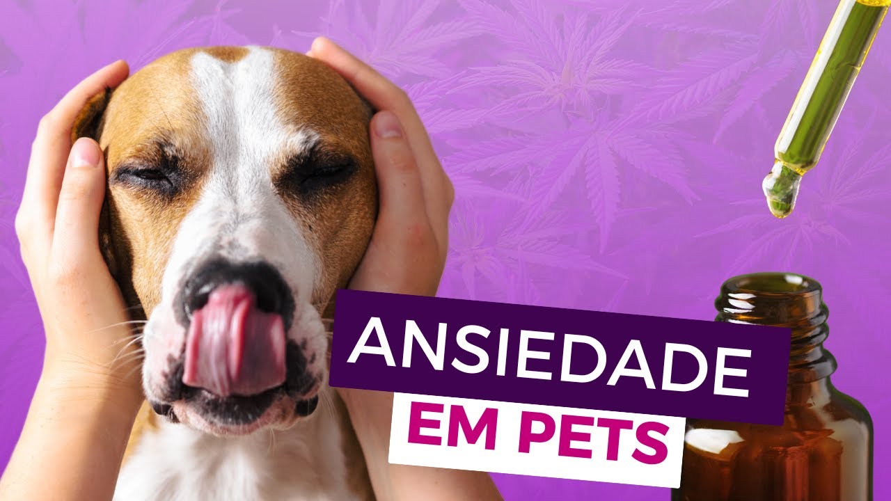Cannabis Medicinal para Ansiedade em Pets | Cachorro | Gato