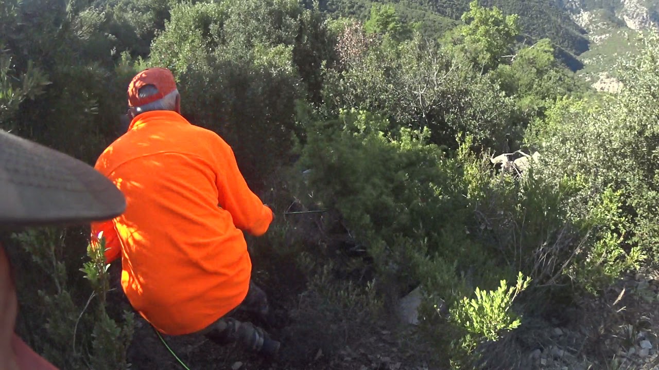 Recherche au sang sanglier du 09 10 2021