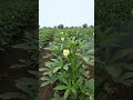 bhindi ki kheti #farming #haveitoldyoulatelythatiloveyou #agriculture #butifyoucloseyoureyes