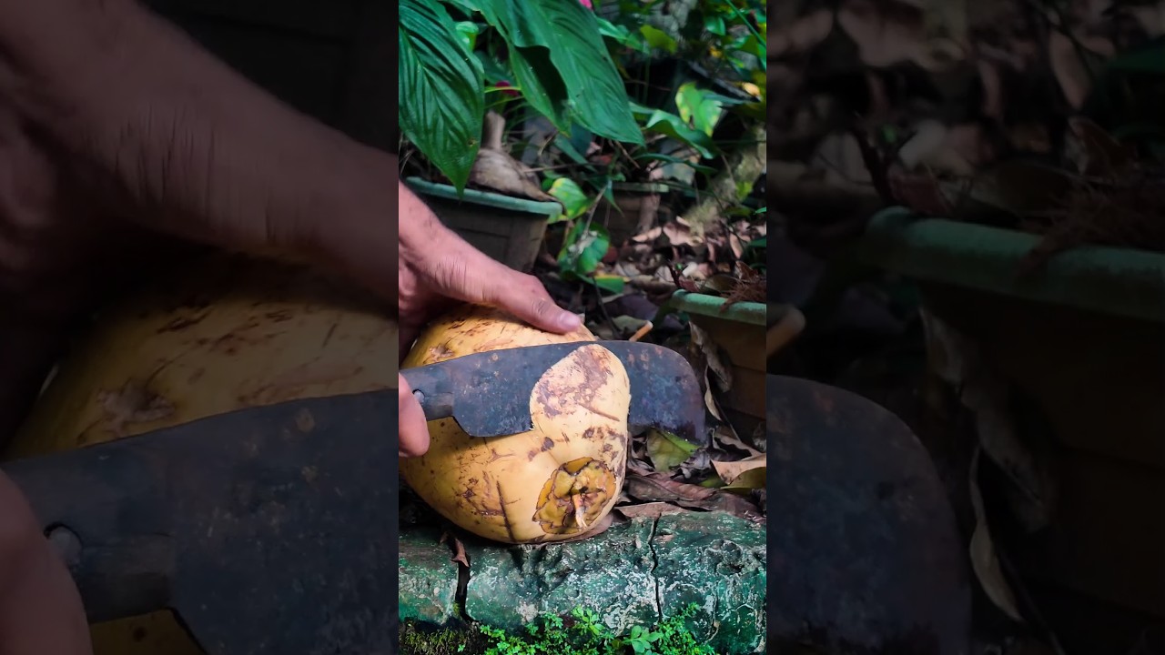 yellow coconut cutting 