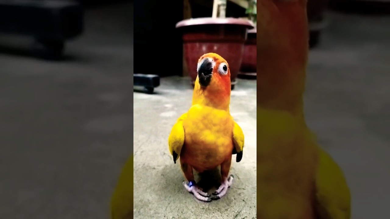 funny bird Suncoonur 