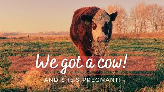 We Got a Cow! (and why buying a cow when you breed competitive dairy goats is so difficult)