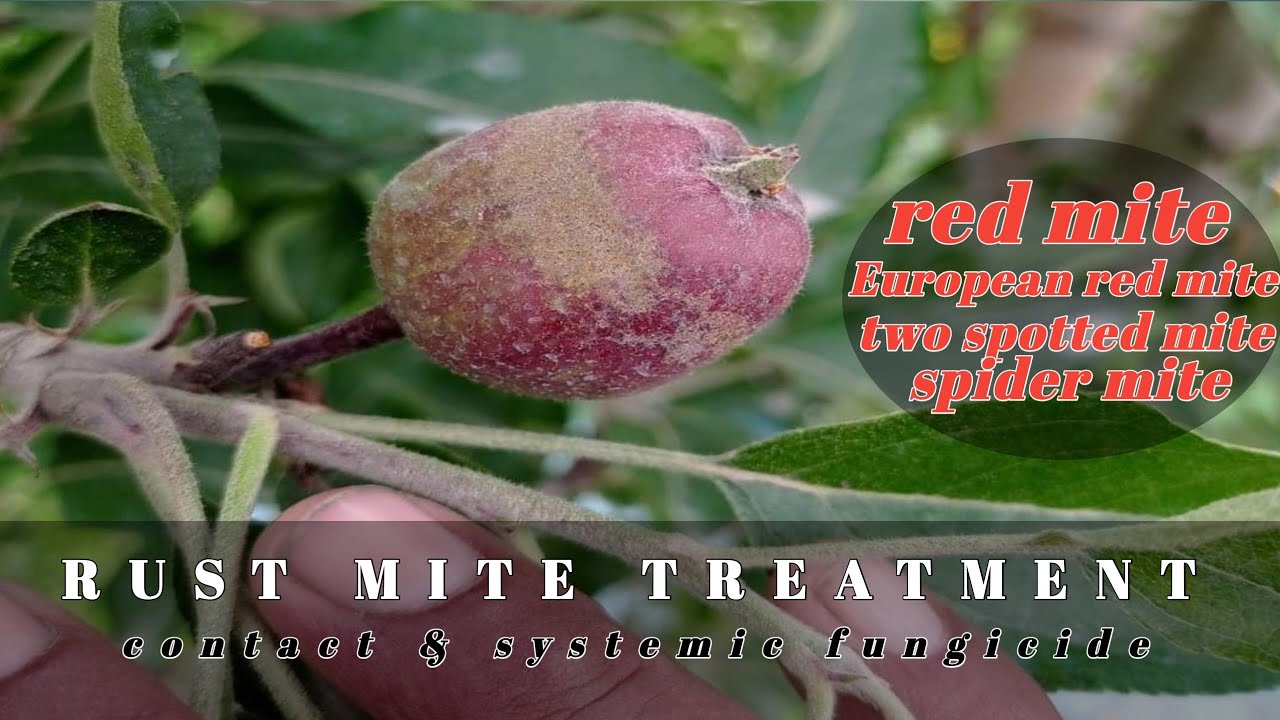 Rust Mite Treatment | Read Mite | Spider Mite Treatment | Himalayan Farming | Apple Mite Disease