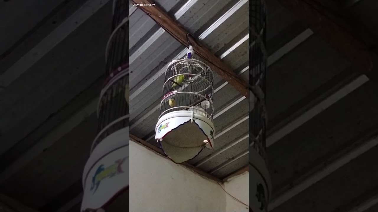 Cocok jadi suara masteran burung kecial lombok 