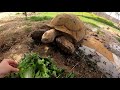 Feeding all my tortoises