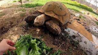 Feeding All My Tortoises!