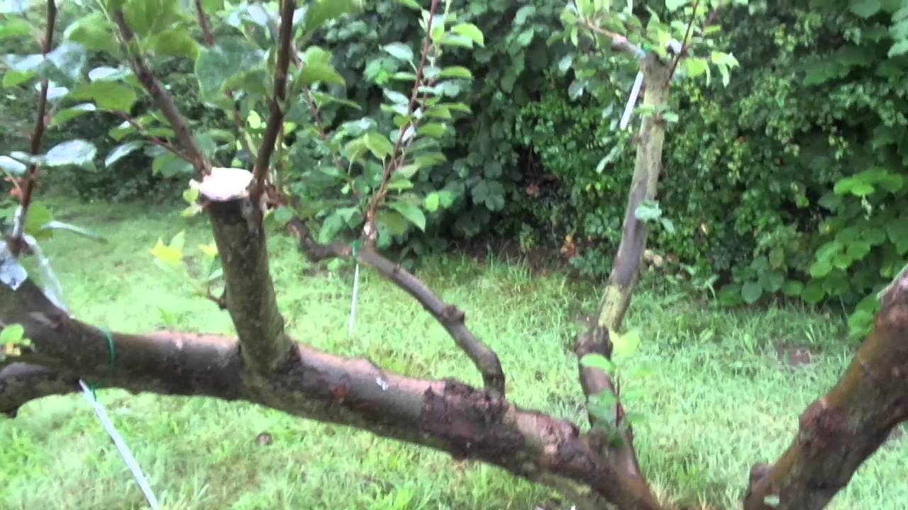 Waverly apple trees, MN grafted pruning