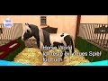 Horse world01 ich teste ein neues spiel fr euch german