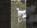 Little egret | Japanese Wild Birds #japan #nature #wildbirds