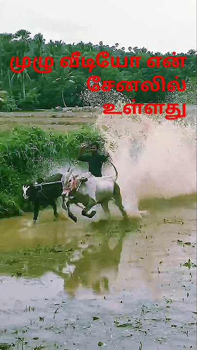 Mass Entry🔥Cattle Race #JallikattuVideos #Jallikattu #ஜல்லிக்கட்டு#Kaalai#Tamil#Bull#Dangerous#Video