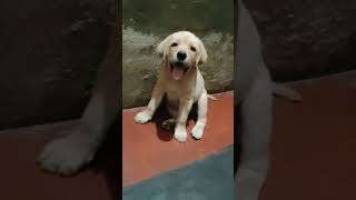 Labrador full heavy female available in Rewa mp direct wshpp me