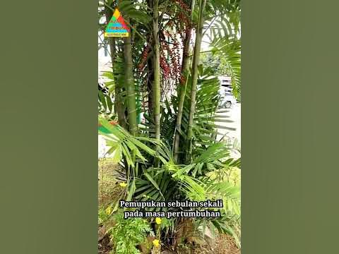 cara merawat palem jepang #shorts 