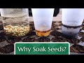 Why Soak Seeds? Plain water, H2O2 & more!