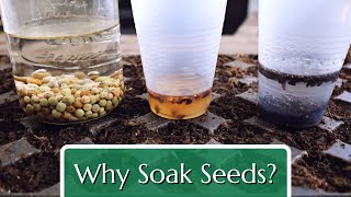 Why Soak Seeds? Plain water, H2O2 & more! by Fraser Valley Rose Farm 24,120 views 5 months ago 5 minutes, 46 seconds