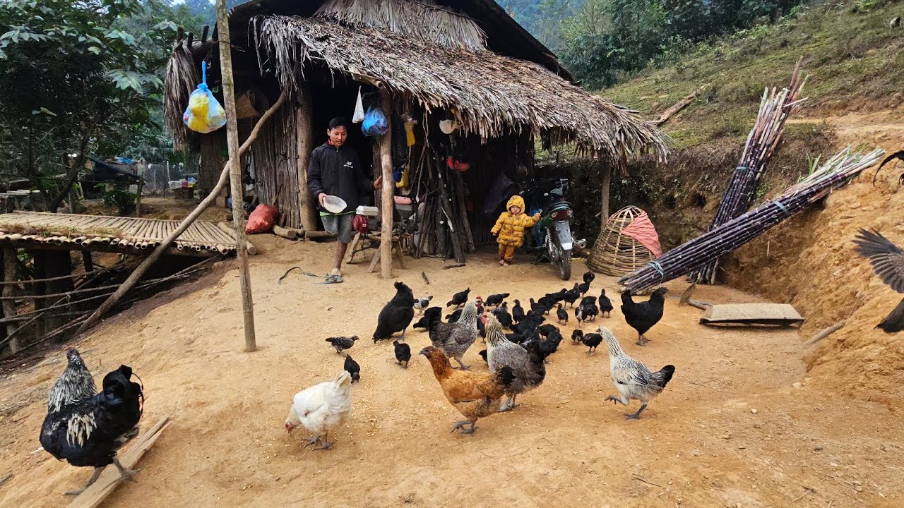 Sính 1 chân chăn dê sau tết giàu cỡ nào nhận mía trồng trên núi có ổn không. Nguyễn Tất Thắng