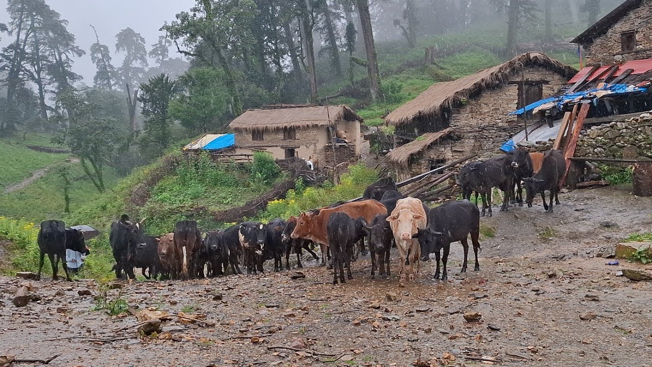 This is Naturally Beautiful Rural Shepherd Life | Most Peaceful And Relaxation Life During the Rain 