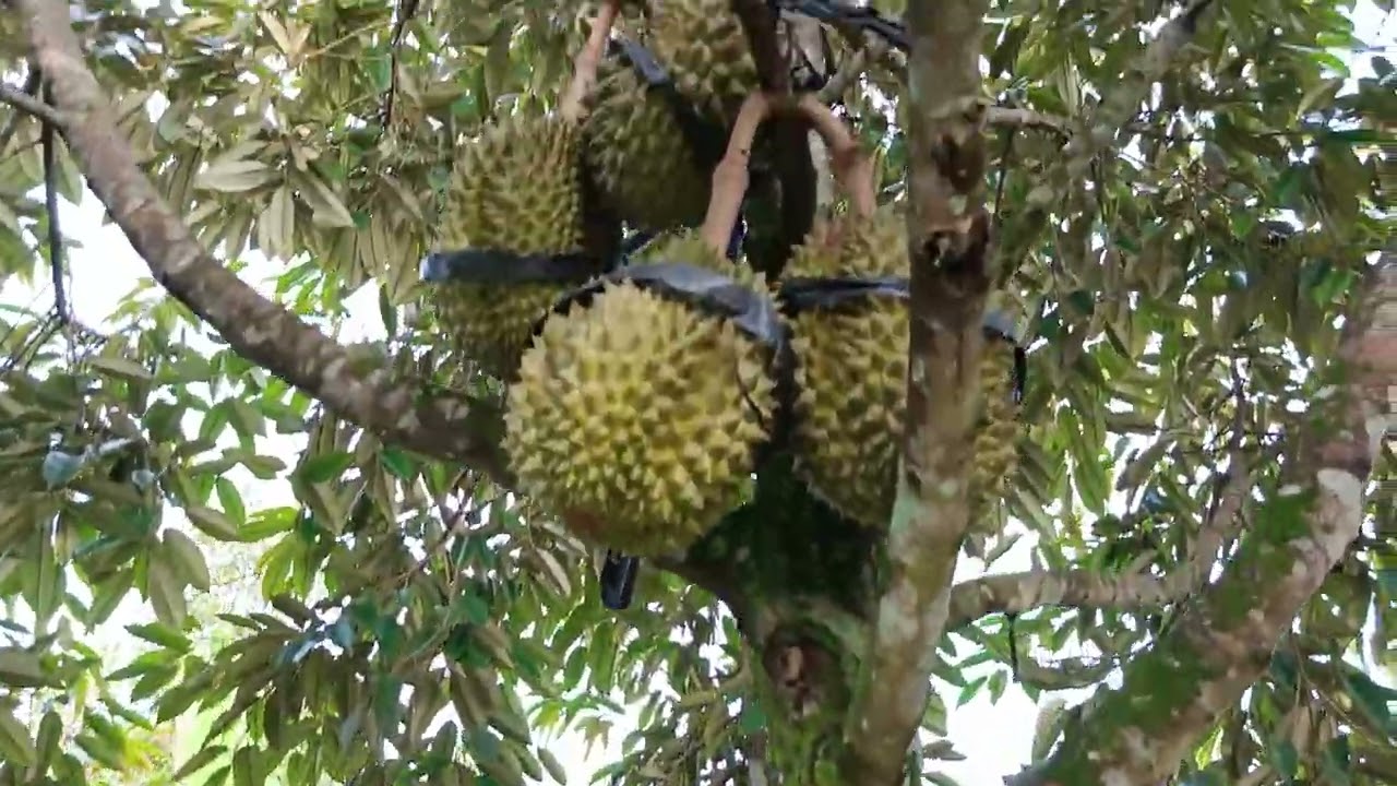 Check pohon musangking bawor