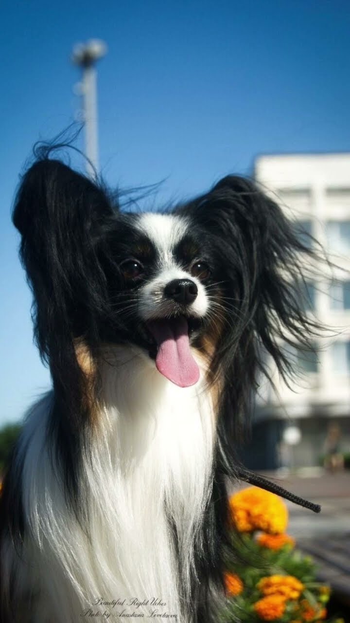 Раскрываем секреты кинологов Лучшие рекомендации для собак