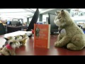 Rufus, the Montana State University (MSU) Library's resident bobcat, can be found in and around the library enjoying all of the ...