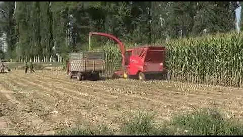 corn silage harvester machine working video with model 4QZ-2100, 154HP engine forage harvester