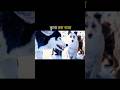 एक हस्की कुत्ते ने पानी पर हक जमा बैठा था #short #video