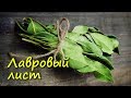 ЛАВРОВЫЙ ЛИСТ поможет при многих болезнях