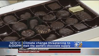 Scientists are forecasting that climate change may force the plants
produce chocolate into extinction by 2050.