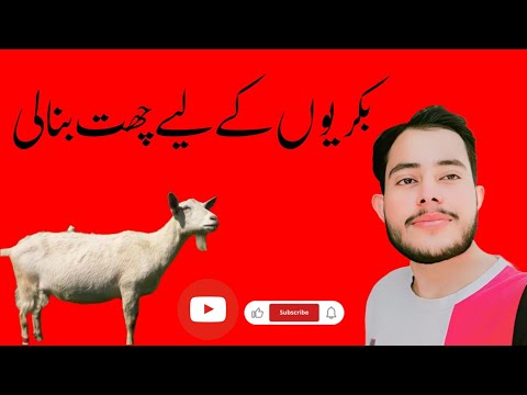 BAKRAIO KA LIYA CHAT BANA LI |May 19, 2024|