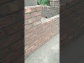 5inc dewal work| #mistri #construction #house #home #building #working #work #hardwork #shorts