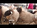 علوش العيد من 700دينار لل3ملاين في الملاسين وكل قدير وقدرو تونس بلاد الفلاحة كلغ العلوش فيها ب50د mp3