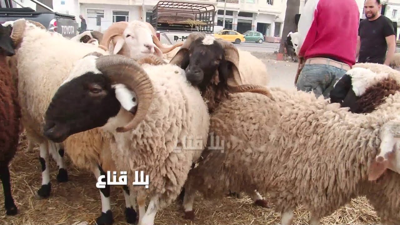 علوش العيد من 700دينار لل3ملاين في الملاسين..وكل قدير وقدرو..تونس بلاد الفلاحة كلغ العلوش فيها ب50د؟