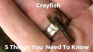 5 Things You Need To Know About Crayfish