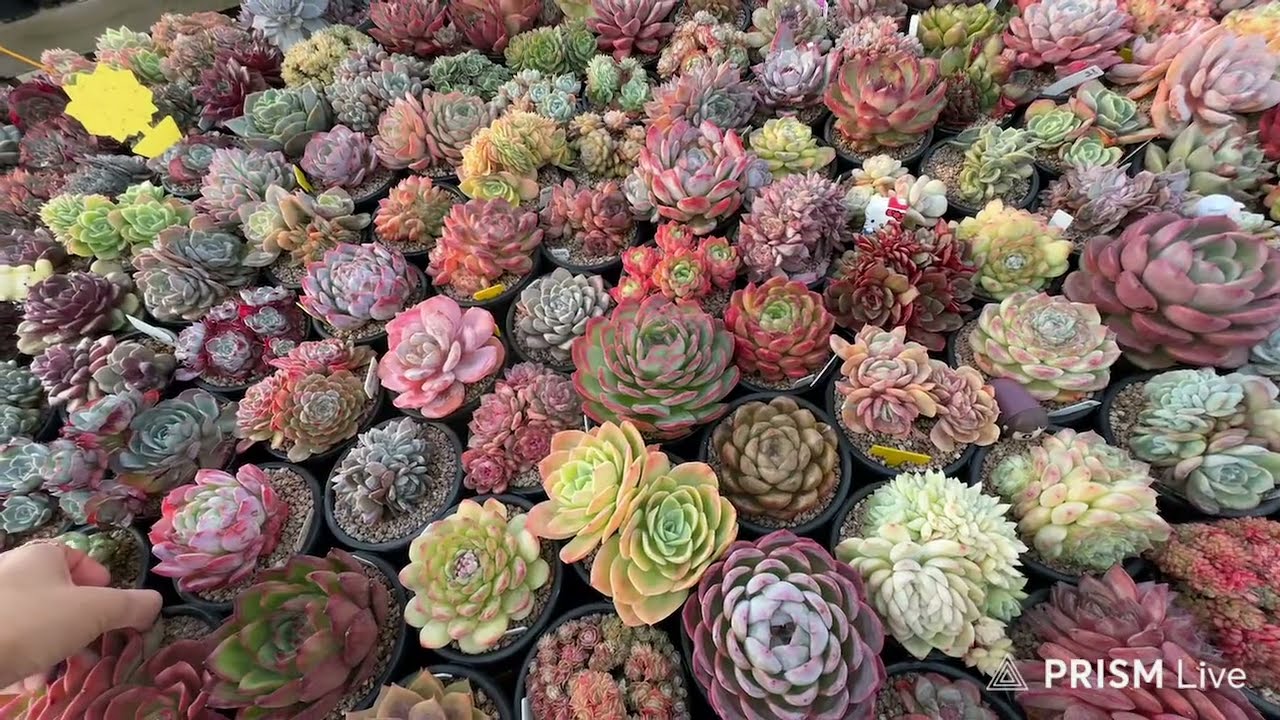 상면 관수 후 색감 같이 봐요❤️💙