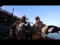 King eider hunt