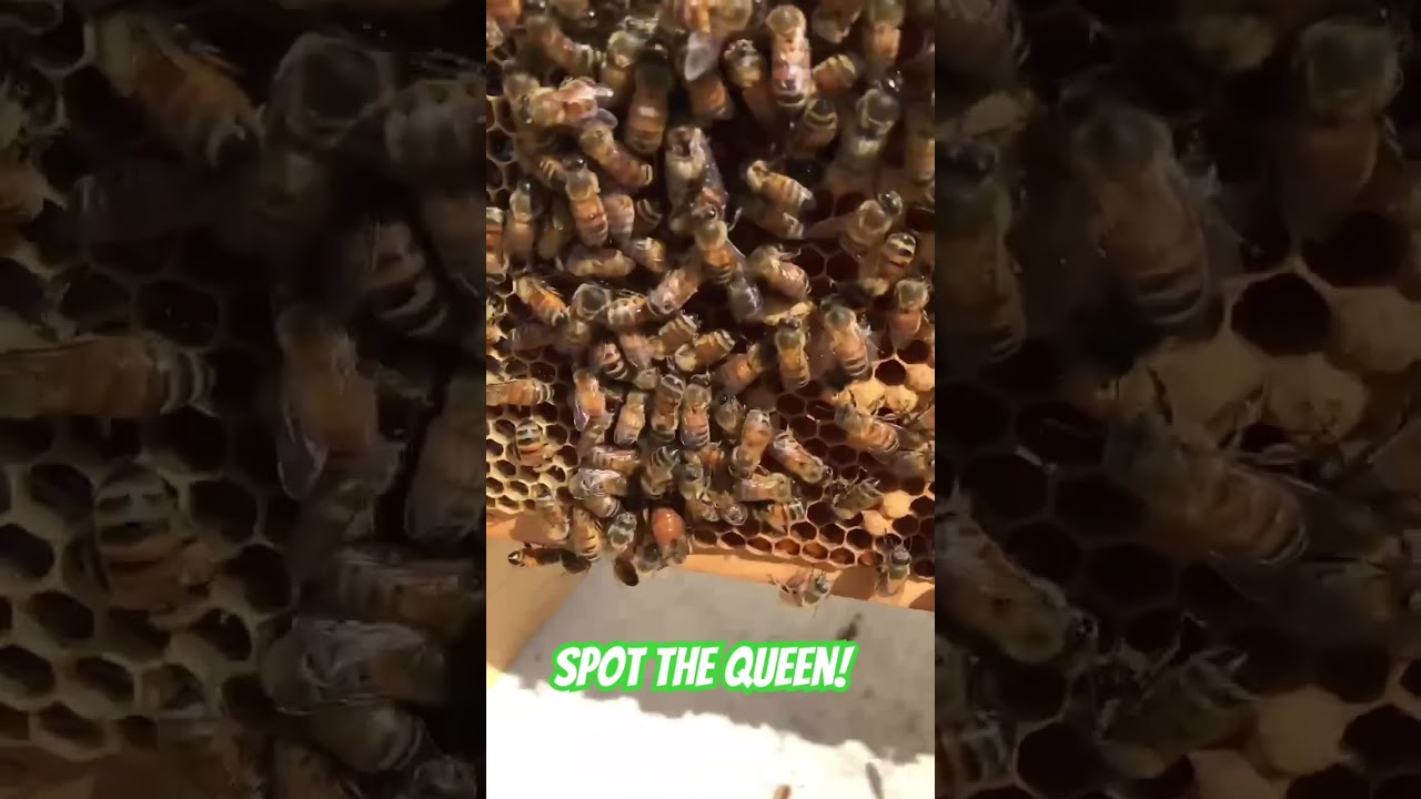 Spot the queen on this naturally banded foundationless frame. 