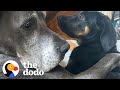 Big Dog Didn’t Like Puppies…Until Now | The Dodo