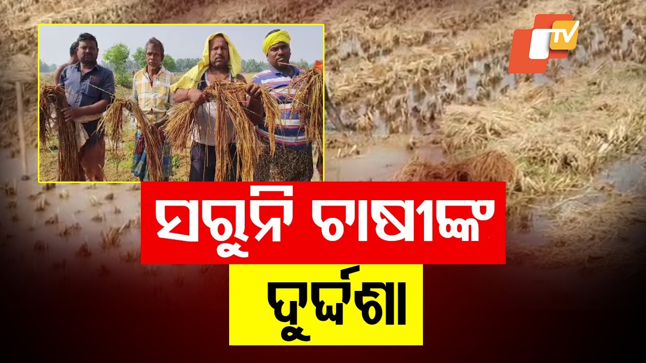 Incessant Rain Due to Low Pressure Damages Harvested Paddy in Aska ...