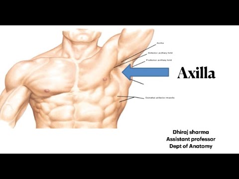 Axilla | Boundaries of Axilla | Anatomy of Axilla | Axillary artery ...