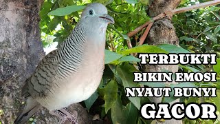 Perkutut Lokal Gacor Suara Besar - Pancingan Malas Bunyi ( 99% AMPUH) 