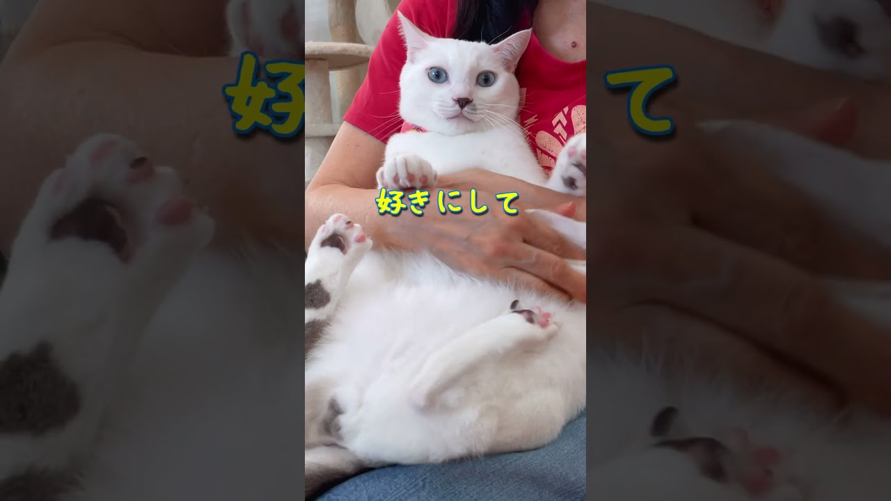 That little kitten has grown so big - YouTube