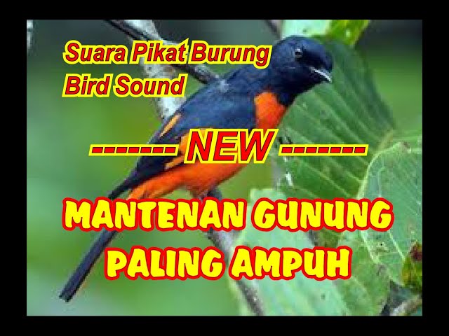 SUARA MANTENAN PIKAT MP3 | SUARA PIKAT BURUNG MANTENAN RIBUT class=