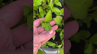 Persicaria Tinctoria